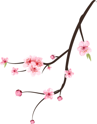 illustration of cherry blossom